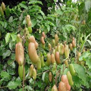 مستخلص بذور غريفونيا 5HTP مسحوق في غريفونيا سيمبليسيفوليا النبات - Product Image 3