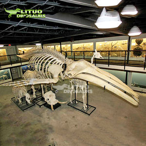 <span class=keywords><strong>Esqueleto</strong></span> de <span class=keywords><strong>Ballena</strong></span> de Tamaño Real para Exhibición en Museo, Vida Marina - Product Image 2