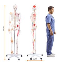 Squelette médical humain adulte 180 cm avec points de départ et d'arrivée des muscles et marquages des ligaments numérotés CE/ISO