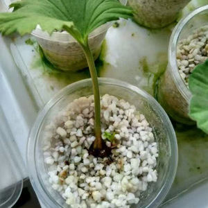 Perlite espansa per l'allevamento agricoltura orticola all'ingrosso - Product Image 1