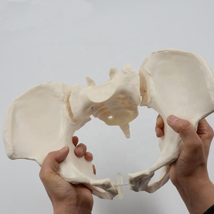 Vente en gros de modèles d'enseignement scientifique médical : Modèles osseux féminins, Modèles squelettiques de la région pelvienne féminine CE/ISO - Product Image 5