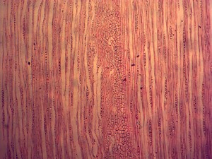 Juego de 25 Portaobjetos Preparados para Microscopio de Botánica, Histología y Zoología, para la Enseñanza y el Aprendizaje de Biología Natural - Product Image 5