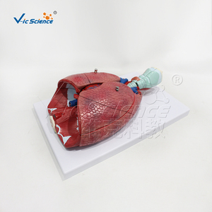 Modèle du système respiratoire humain en 7 parties, modèle d'<span class=keywords><strong>anatomie</strong></span> du larynx, du cœur et des poumons pour la démonstration pédagogique en médecine - Product Image 4