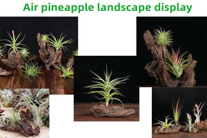 Drijfhout Diverse takken Bonsai Aquarium Natuurlijk drijfhout Drijfhout Accessoires Reptiel Decoratie Ornament - Product Image 3