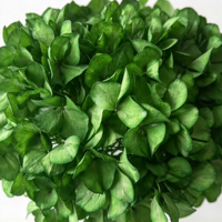 Susunan Bunga Hydrangea Daun Besar Buatan Tangan Langsung dari Pabrik, Segar, Tahan Lama, Diameter 20-25cm