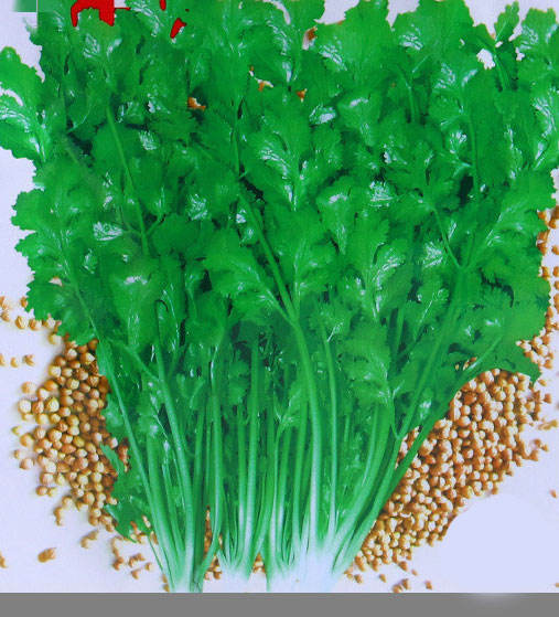 ผักชีสี่ฤดู-500ชิ้น