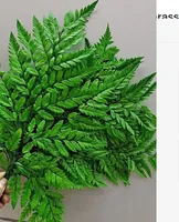 Bunga Asli Berkualitas Tinggi, Daun Pakis Kering Alami, Bunga Kering untuk Dekorasi
