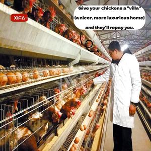 Fournisseur chinois de cages automatiques de type H pour 3000 oiseaux, équipement d'élevage avicole, système de batterie pour poules pondeuses - Product Image 3