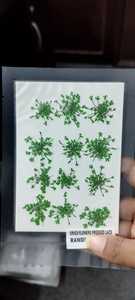 ดอกไม้แห้งธรรมชาติแบบกดอัดลายมินอยัน ของตกแต่งงานฝีมือจากดอกไม้จริง 1000 ชิ้น ย้อมสีเขียว สำหรับงาน DIY - Product Image 2