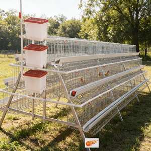 Produit recommandé : Cages à batterie haute efficacité pour volailles, poulets pondeuses, poulaillers, cages à poulets pour les pays en développement - Product Image 1