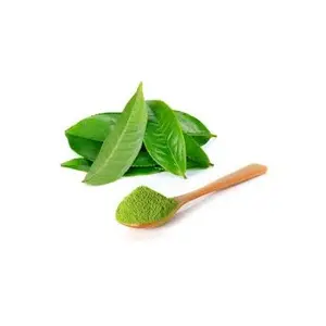 Teh hijau polifenol bubuk ekstrak teh hijau No. 66-84-2 bubuk polifenol 98% teh polifenol siap untuk S