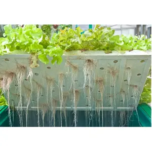 20 "x 10" Perfect Garden Plant Seed Starter Wachstums schalen für Sämlinge und Gartenarbeiten in Innenräumen