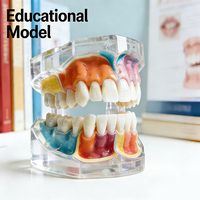 Modelo Dental de Resina Personalizado para Demostración, Estudio y Enseñanza, Modelo de Dientes para Educación y Demostración, Tipodonto