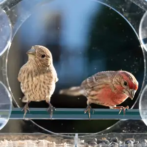 Transparente NETVUE-Vogel häuschen kamera aus Acryl mit AI Identifizieren Sie Vogelarten Vogel häuschen für den Außenbereich