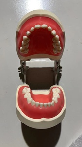 Modèle standard d'enfant dentaire pédiatrique pour le remplacement d'étudiant 24pcs dent - Product Image 4