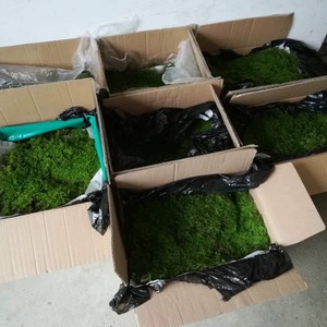 Venta al por mayor flores preservadas plantas musgo Real Natural pared arte verde estabilizado diseño moderno tamaño personalizado cumpleaños pared - Product Image 3