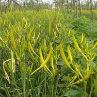 China groothandel Huang Hua Cai natuurlijk gedroogde 100% ruwe Chinese lelie AD lelie