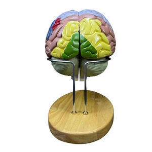 2025 Élargissement en ligne Modèle de cerveau humain en 4 parties pour l'enseignement et l'étude des <span class=keywords><strong>neurosciences</strong></span> - Product Image 5