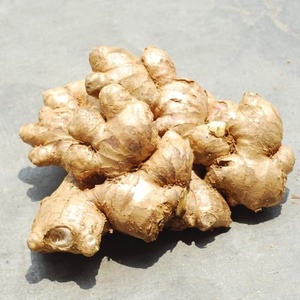 Üretici toptan fiyat kaynağı organik kaliteli TAZE ZENCEFİL s satış zencefil TAZE ZENCEFİL - Product Image 6