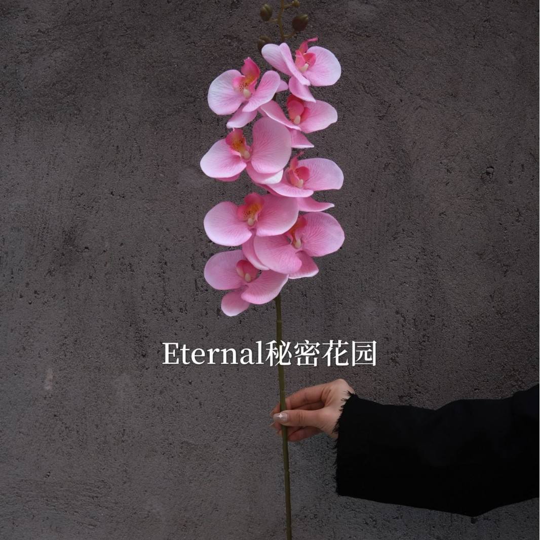 กล้วยไม้เกาหลี