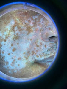 Analyseur de peau du visage Machine noyau KN 9000B lumière UV + lumière LED lampe en bois maladie de la peau diagnostic du vitiligo analyseur de peau - Product Image 4