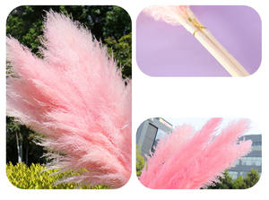 Pampas rosas perfectas para decoración del hogar, flores secas grandes y esponjosas, hierba Natural seca - Product Image 3