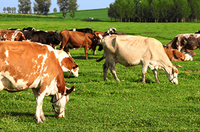 Traceur GPS solaire pour chèvre Traceur GPS pour animaux de ferme Cheval Traqueur solaire pour vache