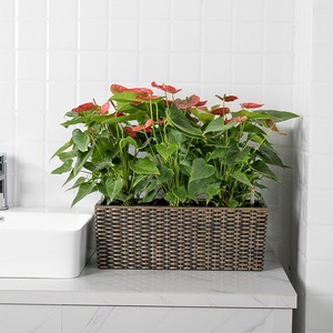 BRICE-planta colgante con depósito de agua, planta de interior - Product Image 6
