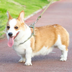 Conjunto de arnés y correa para perros y gatos de diseñador de lujo, nailon personalizado con función acolchada para caminar al aire libre - Product Image 5