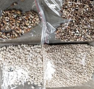 Hoge Capaciteit Witte Rode Bruine Bonen Kleur Sorteerder Te Koop - Product Image 2