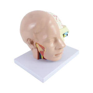 Человеческая голова с моделью мозговой артерии, модель анатомии головы с мозгом - Product Image 4