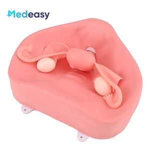 Vrouwelijk baarmoedermodel met baarmoeder, baarmoederhals en <span class=keywords><strong>vagina</strong></span>, fibroïde zwelling, simulatie van de bekkenomgeving - Product Image 1