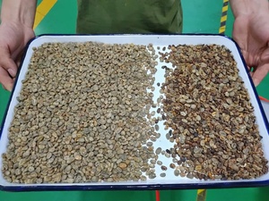 Small Compact <strong>Green</strong> Roasted <strong>Coffee</strong> Beans Color Sorter <strong>Machine</strong> 99.9% High Accuracy Wheat Corn Mung Beans Optical Sorter - Product Image 6