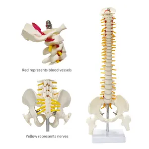 FOREST Vertebrae Spine Anatomy Model 15.5" Mini Vertebral Column Model Details Nerves Lumbar & Pelvis Vertebrae Spinal