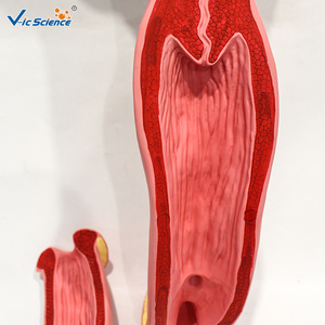 Modèle d'utérus <span class=keywords><strong>bovin</strong></span> sectionné haute simulation pour l'enseignement de l'anatomie vétérinaire et la <span class=keywords><strong>formation</strong></span> en insémination artificielle CE/ISO/ROHS/CNAS - Product Image 5