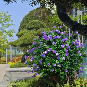 Nouveaux arbres topiaires en buis artificiel, boules, piquets de sol, anti-UV, faux arbustes verts, fausses plantes à fleurs violettes, buissons pour décoration extérieure - Product Image 4