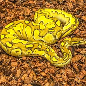 Virutas de Cáscara de Coco Natural de 4.5KG 5KG para Mascotas, Reptiles - Product Image 4