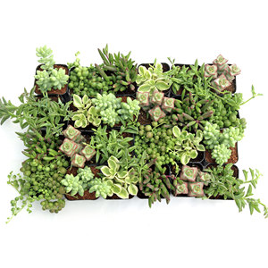 Wholesale Mountain Crest <b>GARDENS</b> Trailing Succulents Live <b>String</b> Plants Cascading Varieties Hanging Planters 2 Inch Pots Diverse - Product Image 6