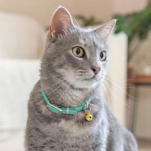 <span class=keywords><strong>Collar</strong></span> de lujo personalizado con campana desmontable de cuero verde para gatos - Product Image 6