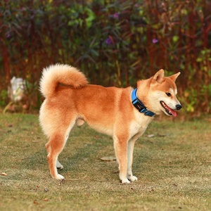 OEM personalizado de alta resistencia reflectante suave de neopreno acolchado ajustable fabricante del Reino Unido fuerte Nylon perro Collar de plomo para perros grandes - Product Image 6