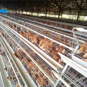 Philippines Poulailler à grande échelle pour poulailler en métal galvanisé à chaud 10000 5000 Cages pour poules pondeuses