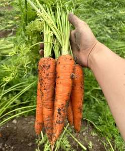 भोजन के लिए जैविक ताजा थोक गाजर प्रत्यक्ष निर्यात - Product Image 5