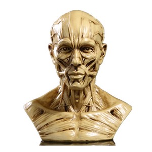 Modello Anatomico della Struttura Muscolare <span class=keywords><strong>del</strong></span> Cranio in Resina per Studio Artistico e <span class=keywords><strong>Disegno</strong></span> - Product Image 2
