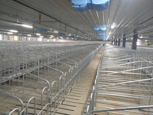 Équipement d'élevage porcin : Équipement automatique de gestation et d'accouchement pour truies, et boxes d'alimentation individuelles pour systèmes d'élevage de porcs à grande échelle - Product Image 2