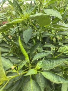 Extrait de plante Ascophyllum Nodosum <span class=keywords><strong>en</strong></span> flocons/<span class=keywords><strong>poudre</strong></span>, extrait d'<span class=keywords><strong>algues</strong></span> soluble dans l'eau, extrait d'<span class=keywords><strong>algues</strong></span> <span class=keywords><strong>marines</strong></span> - Product Image 4