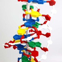 Modelo de ADN, Modelo Anatómico Educativo de Biología, Modelo de Estructura de ADN de Plástico, Modelo Médico