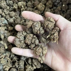 Huaran Großhandel Maozhaocao – Chinesisches Kräuterheilpflanzen-Gemüse in großen Mengen: Getrocknete Ranunkelwurzel (Ranunculus Ternatus) für Tee - Product Image 6