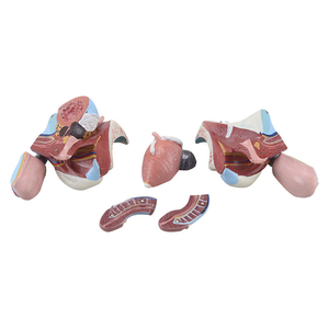 Modelo Anatómico del Sistema Reproductor Masculino, Modelo de Enseñanza de la Estructura Genital Detallada para el Estudio de <span class=keywords><strong>Urología</strong></span> - Product Image 1