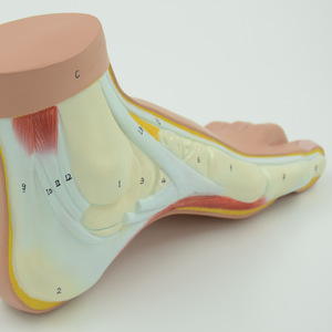 Modelo Anatómico de Sección del Arco del Pie <span class=keywords><strong>Humano</strong></span>, PVC, Estructura de Músculos, Ligamentos <span class=keywords><strong>y</strong></span> <span class=keywords><strong>Huesos</strong></span> del Pie, Modelo de Enseñanza Médica - Product Image 3