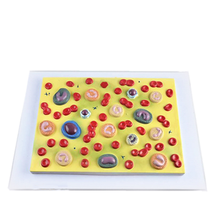 생물학 교육 모델 의료 인간 혈액 세포 배율 모델 - Product Image 1
